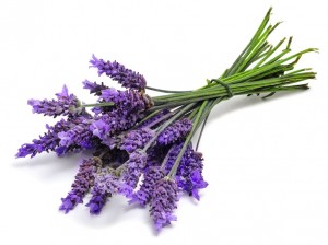 Lavender-1