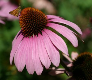 echinacea-purpurea-primadonna-m