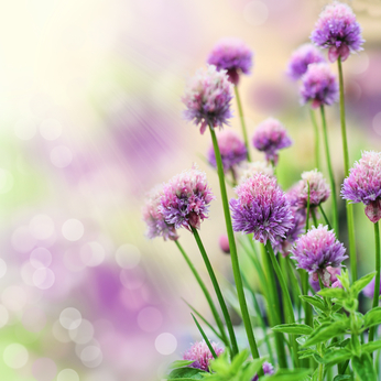 Chive flowers